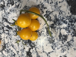 Experimental farm produce — photo 1