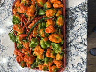 Experimental farm produce — photo 4
